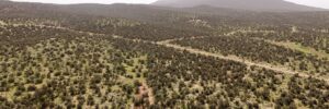 Aerial view of the wooded terrain with a prominent mesa butte on the horizon and dirt road below, Seligman, AZ (APN 301-24-299)