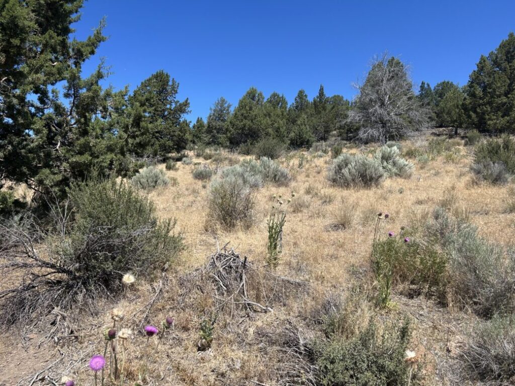 Ground-level view across the 1.55-acre parcel near Chiloquin, OR (APN R349714) - open grass and sagebrush with mature junipers along the rise