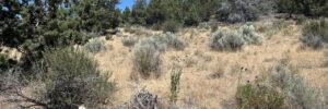 Ground-level view across the 1.55-acre parcel near Chiloquin, OR (APN R349714) - open grass and sagebrush with mature junipers along the rise