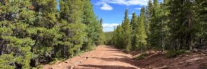 Red dirt road lined with tall pines through Forbes Park forest, Costilla CO, APNs 70131190 & 70131210