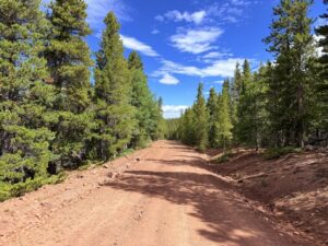 Pine forest at elevation in Forbes Park, Costilla County, Colorado - classic elk country