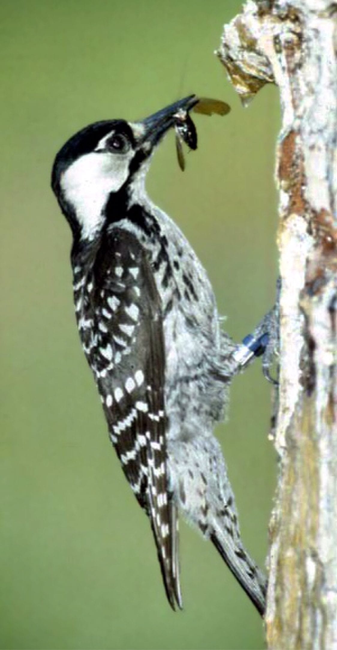 A banded red-cockaded woodpecker at its nest cavity in a longleaf pine