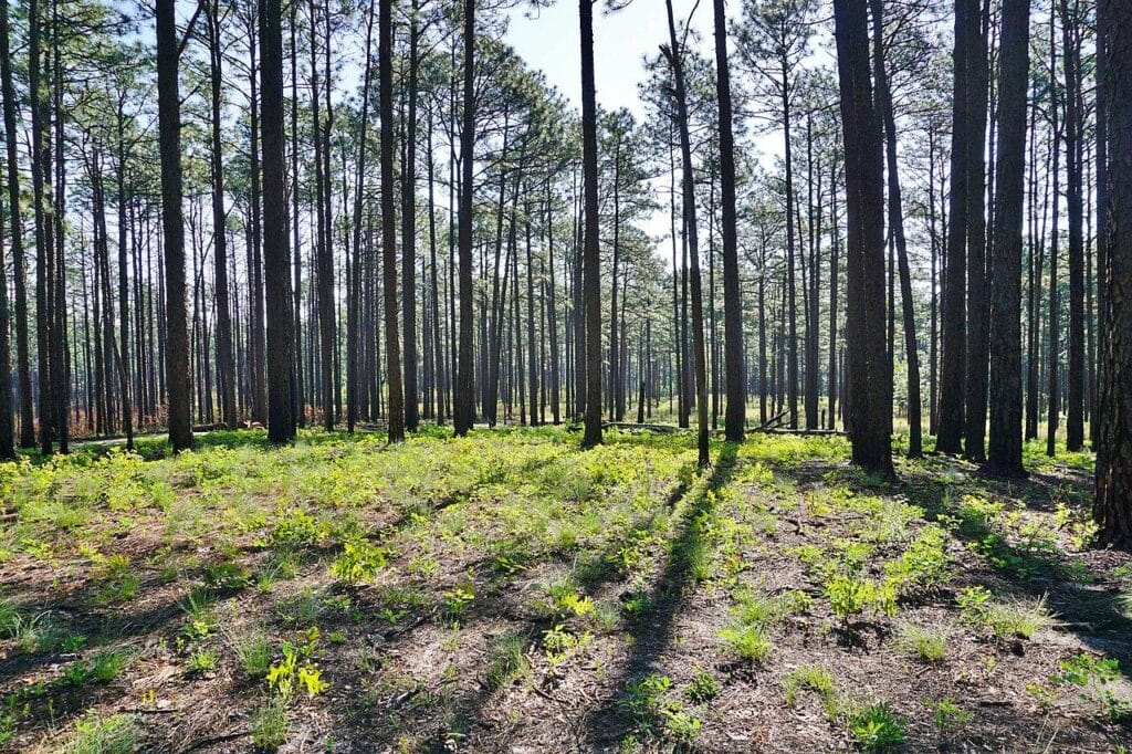 Open longleaf pine savanna with widely spaced trunks at Weymouth Woods