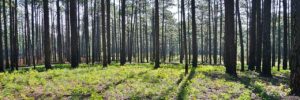 Open longleaf pine savanna with widely spaced trunks at Weymouth Woods