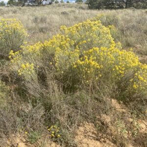 5.02 acres in Pinehill, NM (Cibola County) - APN R01352 (photo 2)