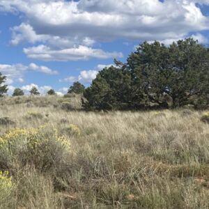 5.02 acres in Pinehill, NM (Cibola County) - APN R01352 (photo 6)