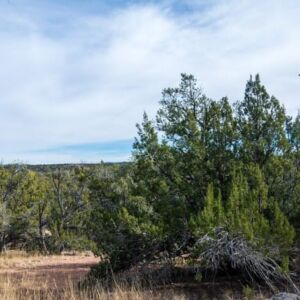 2.02 acres in Seligman, AZ (Yavapai County) - APN 301-43-073 (photo 4)