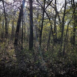 6.63 acres in Edwards, MO (Benton County County) - APN 168233000002032000 & 169232000002001000 (photo 7)
