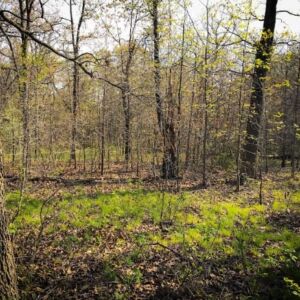 6.63 acres in Edwards, MO (Benton County County) - APN 168233000002032000 & 169232000002001000 (photo 2)