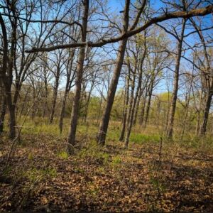 6.63 acres in Edwards, MO (Benton County County) - APN 168233000002032000 & 169232000002001000 (photo 8)