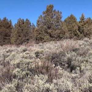 1.50 acres in Chiloquin, Oregon (Klamath County) - APN R345059 (photo 5)
