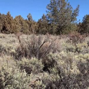 1.50 acres in Chiloquin, Oregon (Klamath County) - APN R345059 (photo 6)