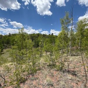 1.06 acres in Cripple Creek, CO (Teller County) - APN 1387.233020280 (R0008468) (photo 5)