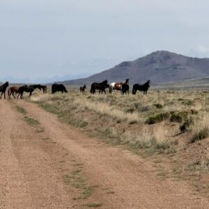 0.21 acres in Antonito, CO (Costilla County) - APN 71615910 Lot 269 (photo 10)