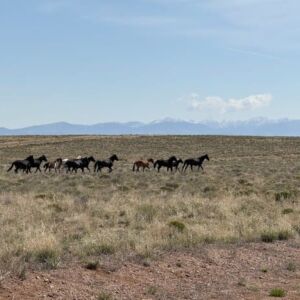 0.22 acres in Antonito, CO (Costilla County) - APN 71615910 Lot 272 (photo 2)