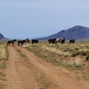 0.21 acres in Antonito, CO (Costilla County) - APN 71615910 Lot 269 (photo 9)