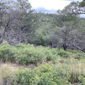 0.67 acres in Timberon, NM (Otero County) - APN R044420 (photo 3)
