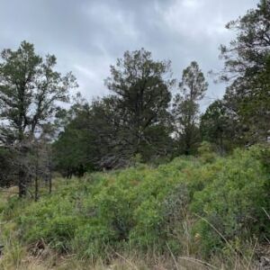 0.67 acres in Timberon, NM (Otero County) - APN R044420 (photo 4)