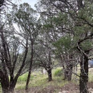 0.67 acres in Timberon, NM (Otero County) - APN R044420 (photo 6)