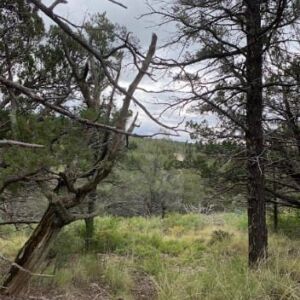 0.67 acres in Timberon, NM (Otero County) - APN R044420 (photo 7)