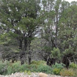 0.67 acres in Timberon, NM (Otero County) - APN R044420 (photo 8)