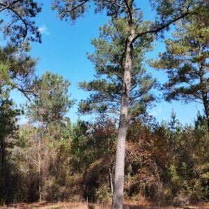 2.38 acres in Maple Hill, NC (Onslow County) - APN 705-6 (7056) Lot 1