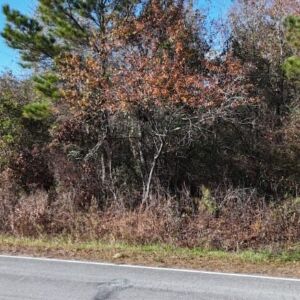 2.38 acres in Maple Hill, NC (Onslow County) - APN 705-6 (7056) Lot 1 (photo 4)