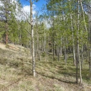 1.25 acres in Cripple Creek, CO (Teller County) - APN R0008984 (photo 2)