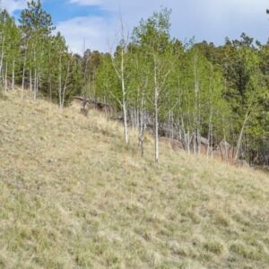 1.25 acres in Cripple Creek, CO (Teller County) - APN R0008984 (photo 3)