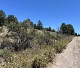 Dirt road running alongside the property through junipers and summer wildflowers, Klamath County, Oregon