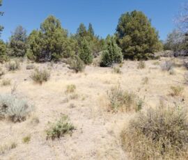 Junipers and sagebrush across the gently sloping building area - Chiloquin, OR (R349714)