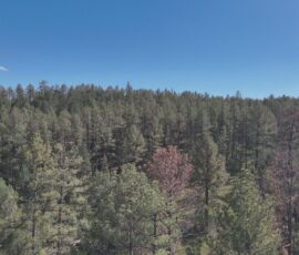 Drone view of the dense pine canopy on the wooded Timberon, NM lot — Otero County (APN 11O4069113167045)