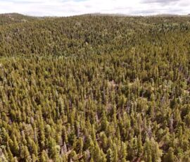 Aerial view of dense evergreen forest canopy across Forbes Park, APNs 70131190 & 70131210
