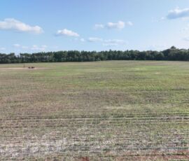 Ground-level view across open farm field with mature pine tree line on horizon, Necedah, WI (LOT 1)