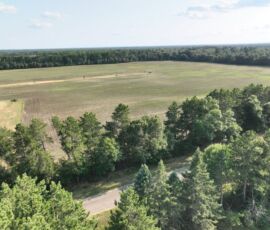 Low drone shot from pine canopy looking across open field and paved road below, Necedah, WI (LOT 1)