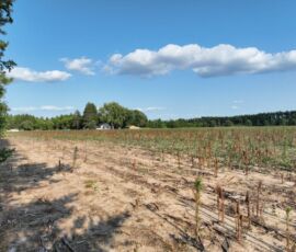 Open cultivated field under big blue sky with summer clouds, 9.45 acres near Necedah, WI (LOT 1)