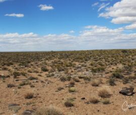 Level high-desert terrain with scrub grass and native plants, Blanca CO APN 70302130