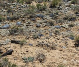Ground-level view of desert scrub with yucca and native vegetation, Blanca CO APN 70302130