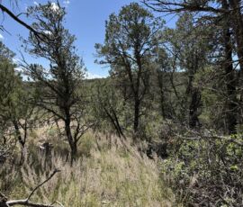 Native grasses and pine trees on the sloped terrain of the Timberon, NM lot (APN 11O4069113167045)