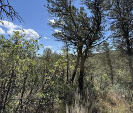 Oak scrub and pines under a blue sky on the wooded Timberon, NM lot (APN 11O4069113167045)