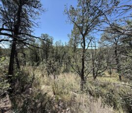 Mixed pine and juniper woodland interior on the Timberon, NM parcel — Otero County (APN 11O4069113167045)