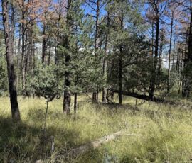 Ground-level view of ponderosa pines with lush green grass understory on the Timberon, NM lot — Otero County (APN 11O4069113167045)