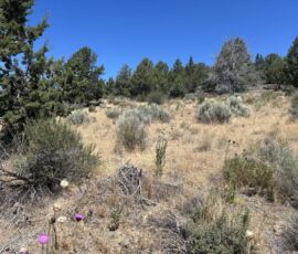 Ground-level view across the 1.55-acre parcel near Chiloquin, OR (APN R349714) - open grass and sagebrush with mature junipers along the rise