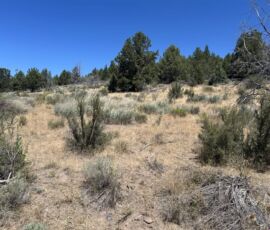 Gentle open ground with bunchgrass and sage backing onto a juniper treeline - Chiloquin, OR (R349714)