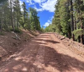 Rocky red dirt road ascending through lush pine forest, Forbes Park CO