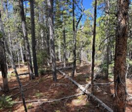 Dense pine forest interior with needle-covered ground, Forbes Park CO APN 70131210