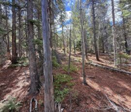 Mixed pine forest interior with blue sky visible through canopy, Forbes Park CO