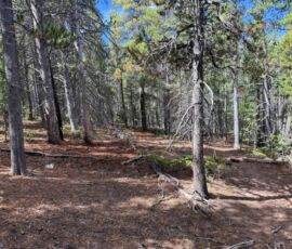 Pine forest clearing with dappled sunlight on needle floor, Forbes Park CO APN 70131190