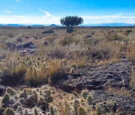 Area photo - high desert terrain with prickly pear cactus and native grasses, open valley visible in the distance, San Luis Valley Ranches near Blanca, CO