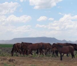 Area photo - herd of wild horses grazing on open rangeland with a mesa in the background, San Luis Valley Ranches area near Blanca, CO